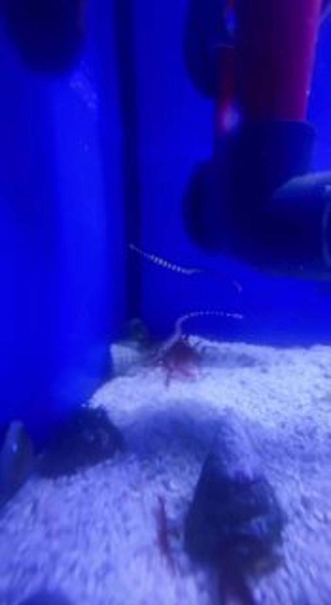 Banded Pipefish