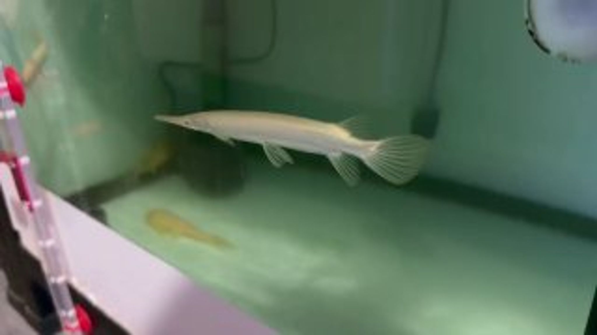 Platinum Albino Florida Gar