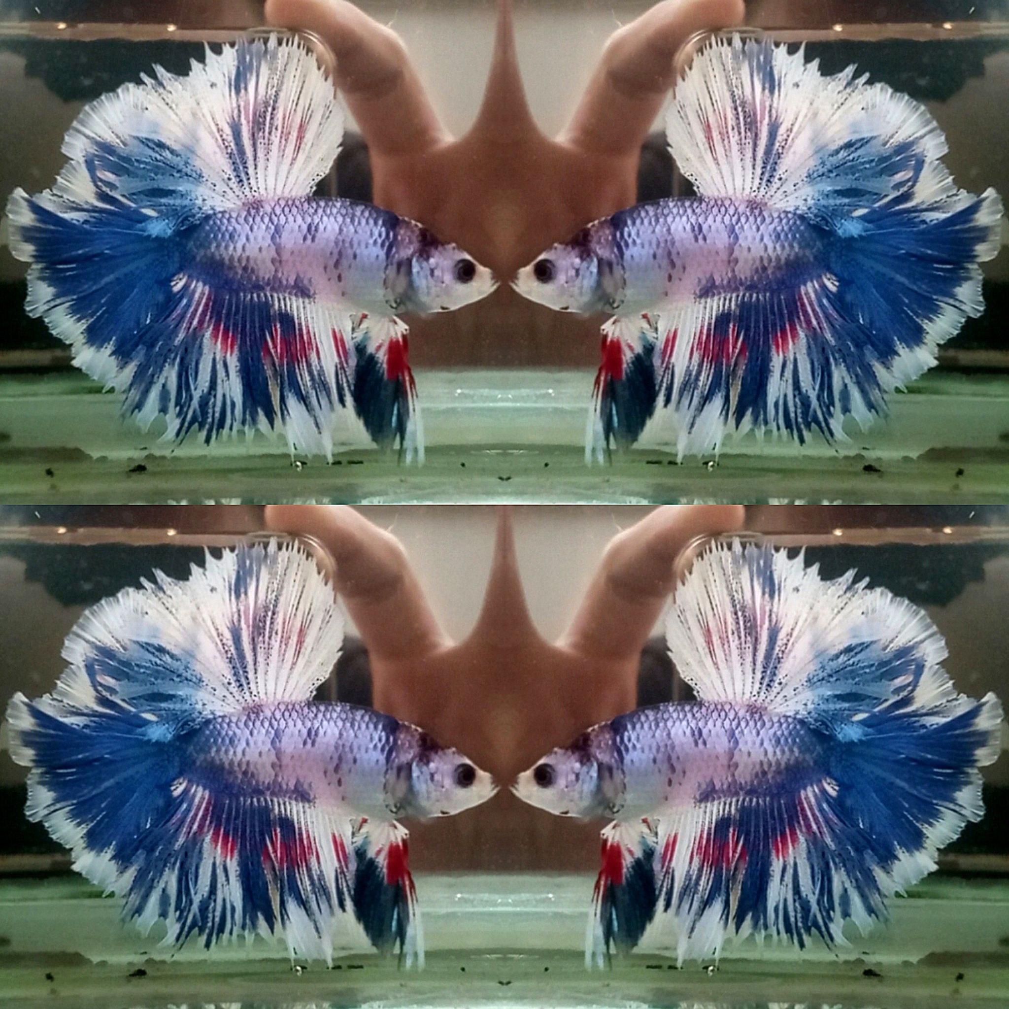 RGM Betta Halfmoon
