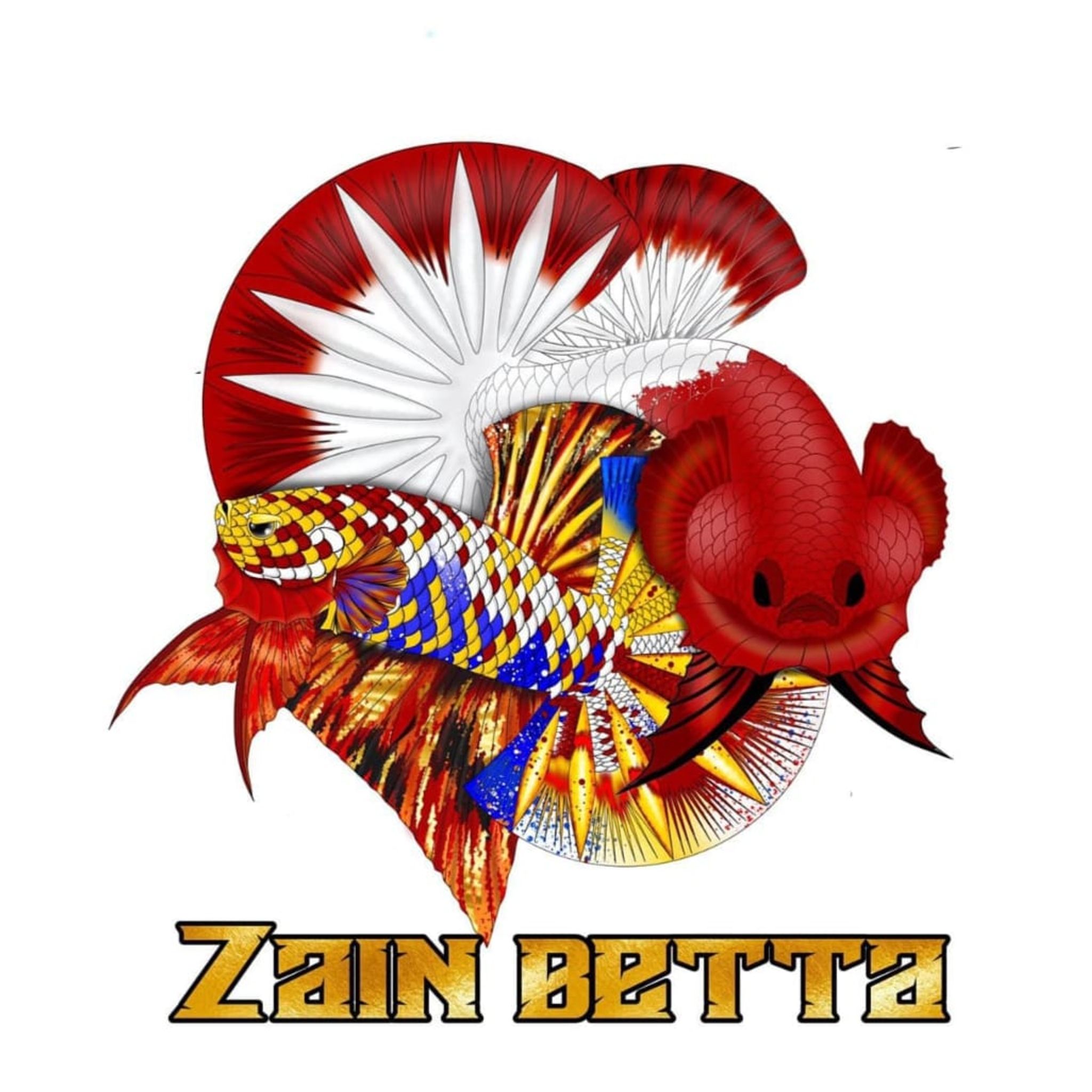 Zain Betta Fish Collections