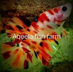 Aqeela fish farm