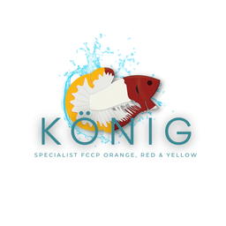 Konig betta