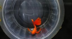 Contang Guppy