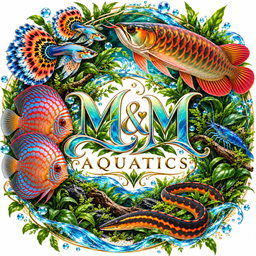 M&M   Aquatics