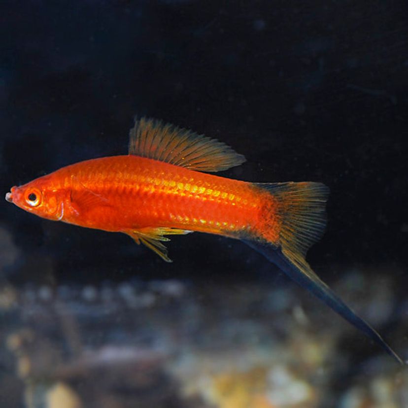 Swordtail Fish for Sale | Buy Swordtails Online in the USA | FishyHub