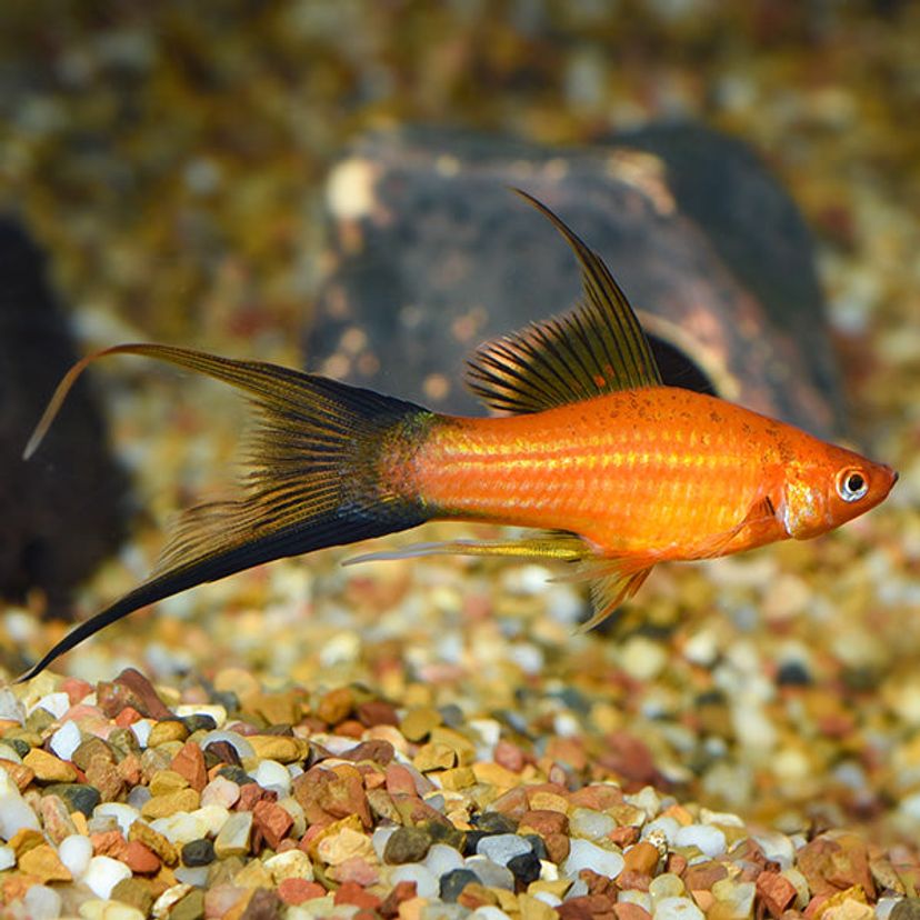 Swordtail Fish for Sale | Buy Swordtails Online in the USA | FishyHub