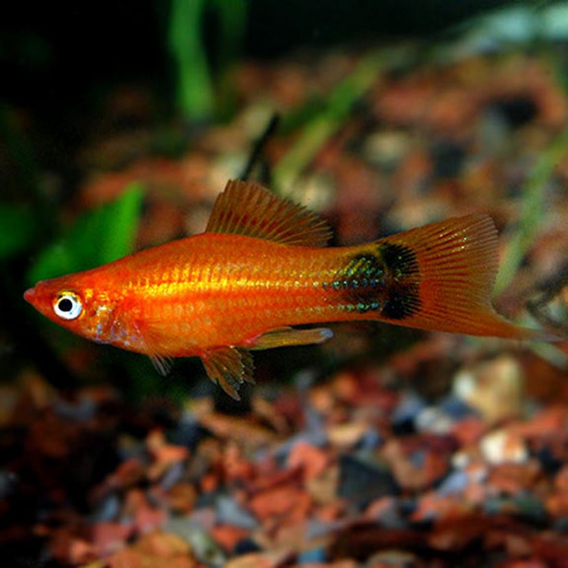 Swordtail Fish for Sale | Buy Swordtails Online in the USA | FishyHub