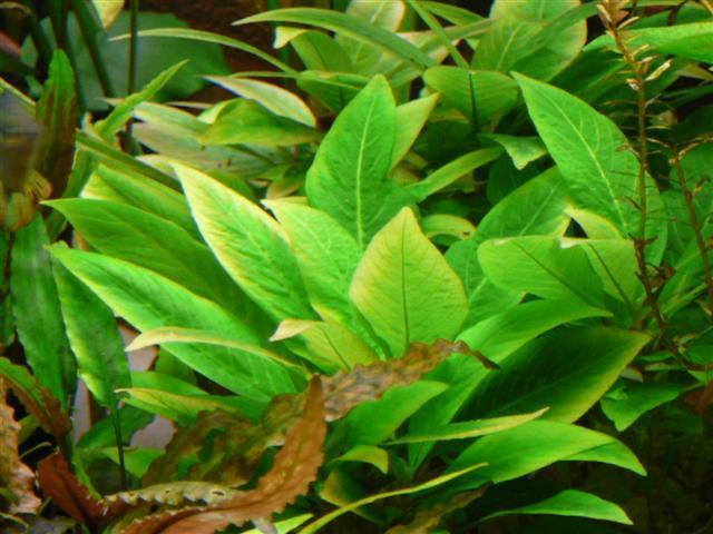 Buy Bucephalandra Hellfire (submersed) Online | FishyHub