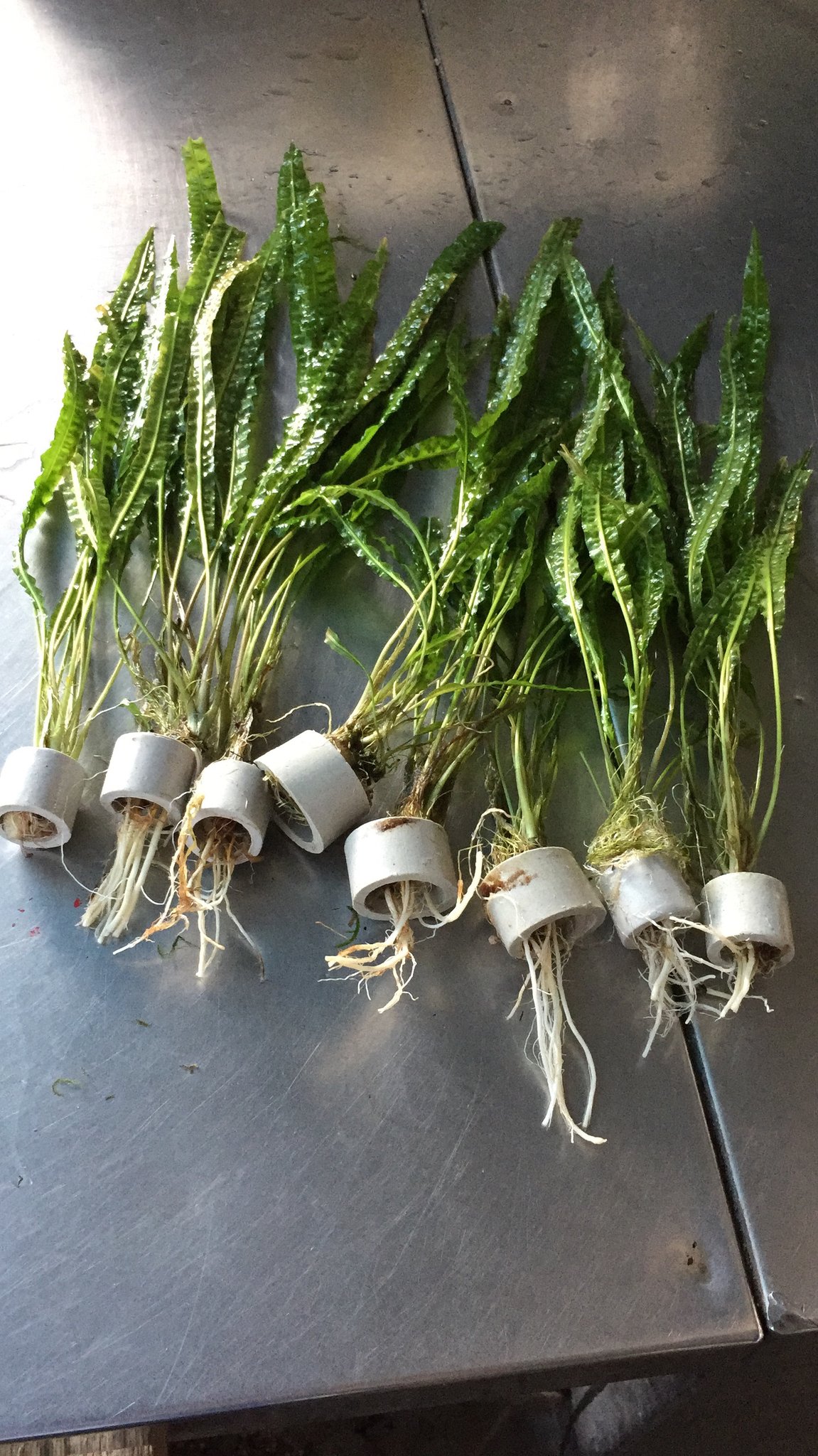 Buy Bucephalandra Hellfire (submersed) Online | FishyHub