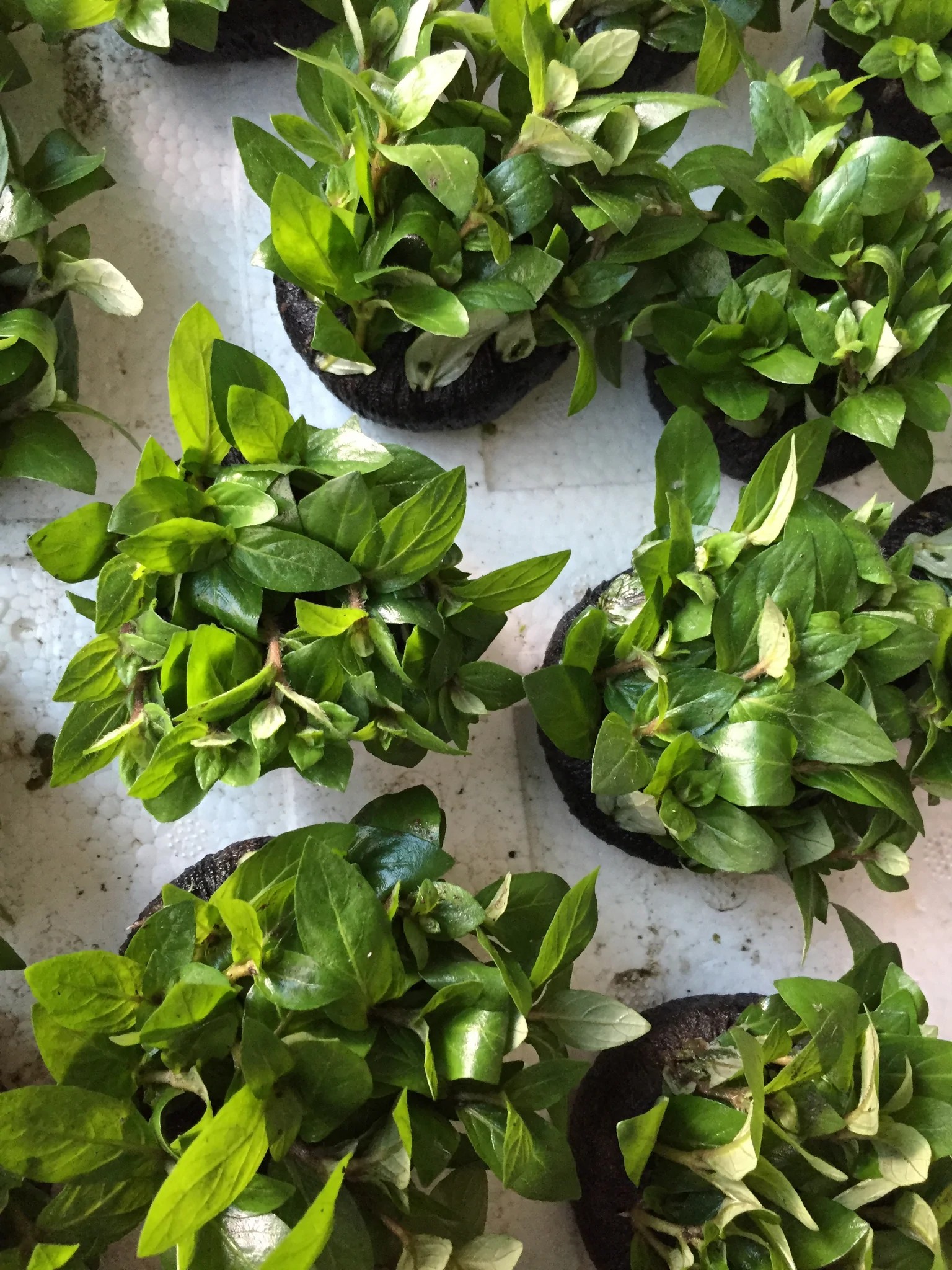 Buy Bucephalandra Mukok Online | FishyHub - FishyHub Singapore