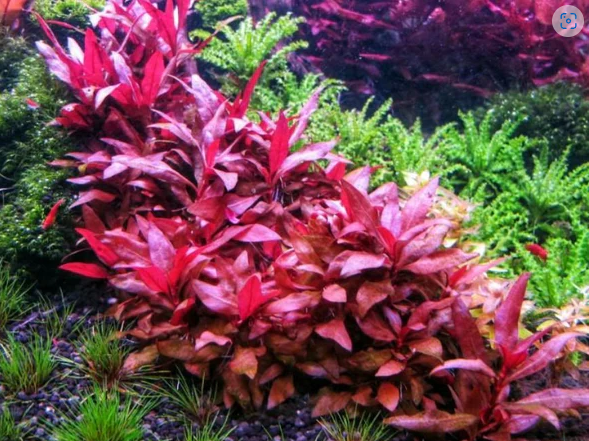 Buy Bucephalandra Varigata Pink (per rhyzome) Online | FishyHub