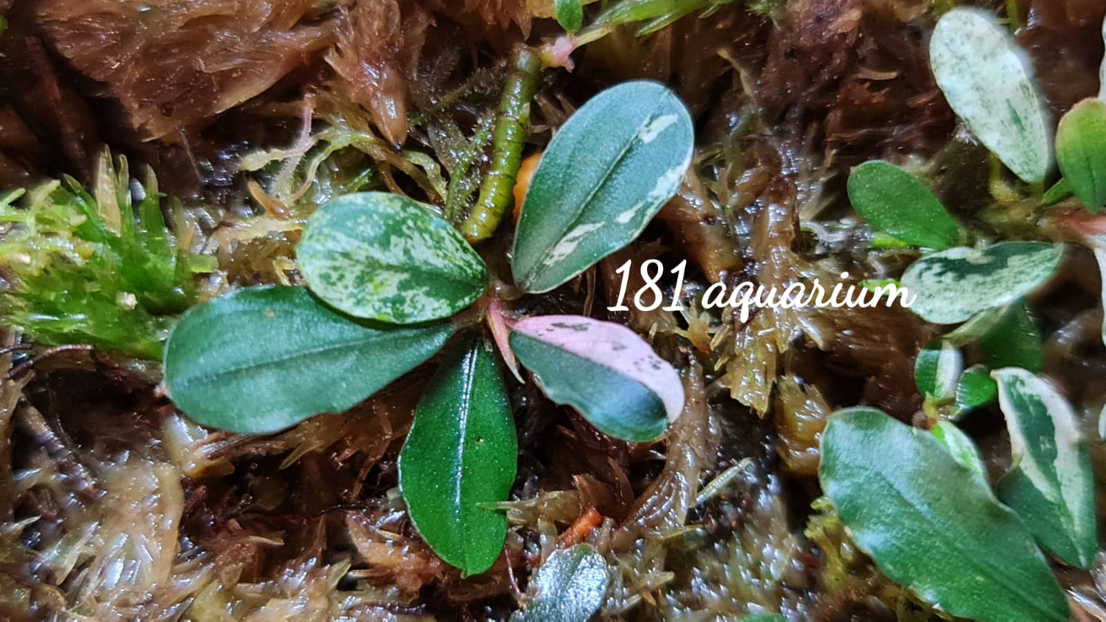水草育成 Bucephalandra sp.Varigata narrow type PV Buy Bucephalandra Varigata Pink (per rhyzome) Online | FishyHub