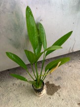Buy Bucephalandra Hellfire (submersed) Online | FishyHub